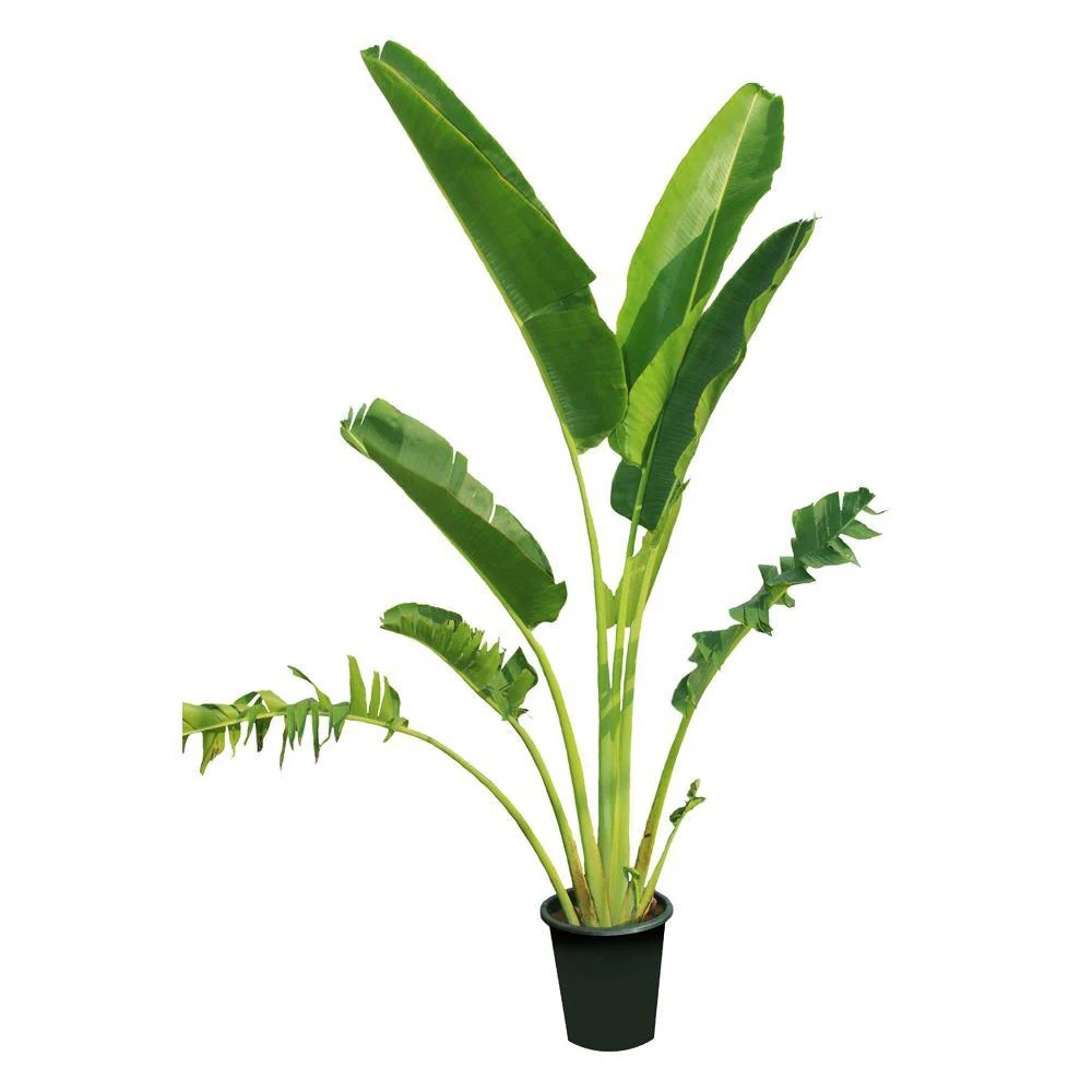 Cây chuối rẽ quạt bầu đất